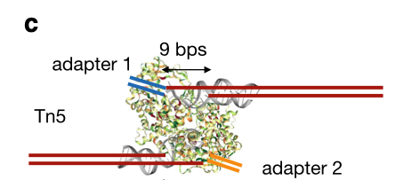 Hint ATAC figure 1C